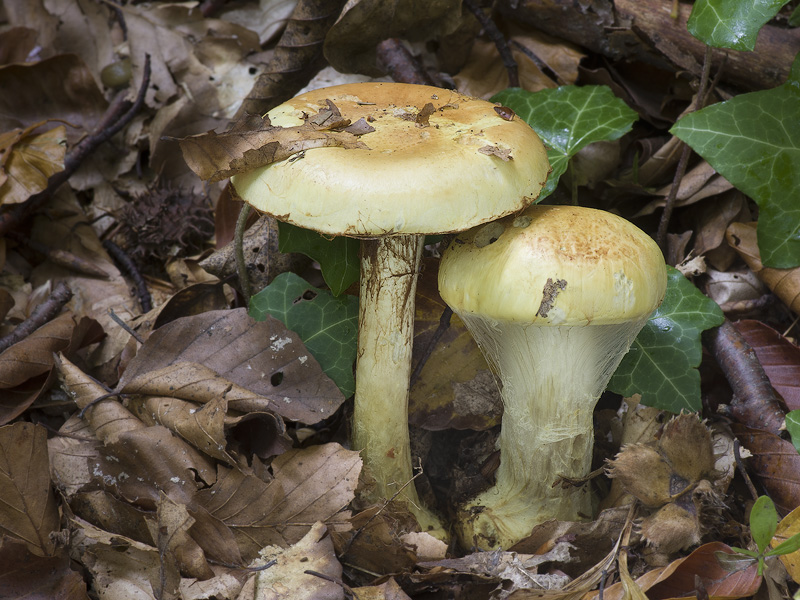 Cortinarius elegantissimus